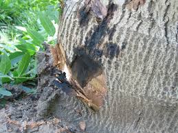شناخت بیماری قارچی پوسیدگی ریشه درخت گردو
